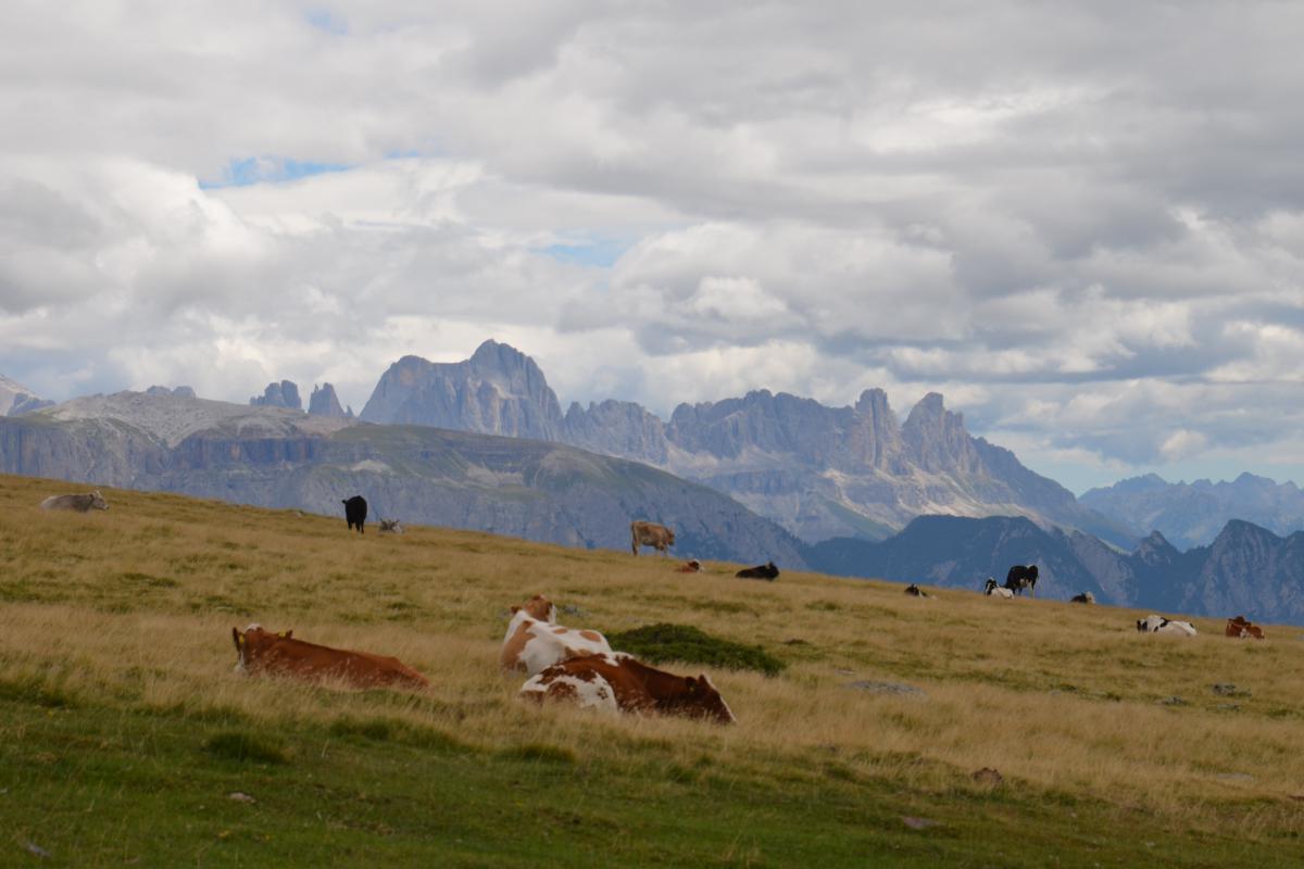 Platzer Alm 20.08.2022